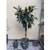 Ficus elastica Melany 160 cm