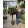 Ficus elastica Melany 160 cm