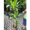Dracena fragrans Massangeana 140 cm