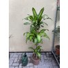 Dracena fragrans Massangeana 140 cm