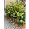 Magnolie grandiflora  50 cm