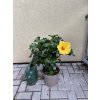 Ibišek , Hibiscus. 40 cm