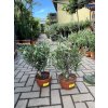 Olea europea - Olivovník 30 cm
