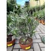 Olea europea - Olivovník 30 cm