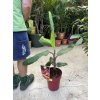 Musa acuminata "Red Daca" 80 cm