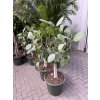 Ficus benghalensis Audrey 140 cm