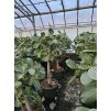 Ficus benghalensis Audrey 140 cm