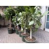 Ficus benghalensis Audrey 140 cm