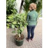 Ficus benghalensis Audrey 140 cm