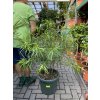 Thevetia peruviana - Karibský Oleander