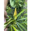 Thevetia peruviana - Karibský Oleander