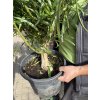 Thevetia peruviana - Karibský Oleander