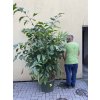 Caryota mitis 190 cm