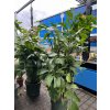 Caryota mitis 190 cm