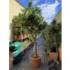 Dracena reflexa song of jamaica 220 cm
