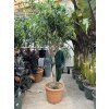Dracena reflexa song of jamaica 220 cm