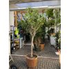 Dracena reflexa song of jamaica 220 cm
