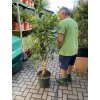 Dracena reflexa song of jamaica 150 cm