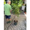 Dracena reflexa song of jamaica 150 cm
