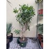 Dracena reflexa song of jamaica 170 cm