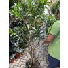 Dracena reflexa song of jamaica 170 cm