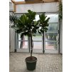 Ficus lyrata, stromek, 200 cm