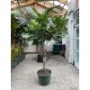 Ficus lyrata, stromek, 200 cm