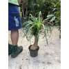 Beaucarnea recurvata, sloní noha, 50 cm
