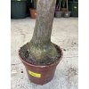 Beaucarnea recurvata, sloní noha, 90 cm