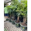 Cyathea Australis 160 cm