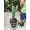 Cactus polaskia chula