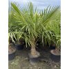TRACHYCARPUS FORTUNEI Galícia, VÝŠKA 180 CM, KMEN 50 CM