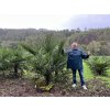 TRACHYCARPUS FORTUNEI Galícia, VÝŠKA 180 CM, KMEN 50 CM