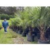 TRACHYCARPUS FORTUNEI Galícia, VÝŠKA 180 CM, KMEN 50 CM