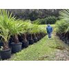 TRACHYCARPUS FORTUNEI Galícia, VÝŠKA 180 CM, KMEN 50 CM