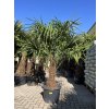 TRACHYCARPUS FORTUNEI Galícia, VÝŠKA 180 CM, KMEN 50 CM