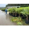 TRACHYCARPUS FORTUNEI Galícia, VÝŠKA 180 CM, KMEN 50 CM