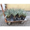 Yucca Palida 30 cm