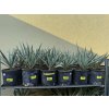 Yucca Palida 30 cm