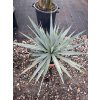 Yucca Palida 30 cm