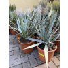 Yucca Palida 30 cm