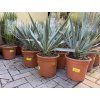 Yucca Palida 30 cm