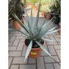 Yucca Palida 30 cm