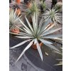 Yucca Palida 30 cm