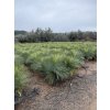 yucca linearifolia