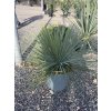 yucca linearifolia
