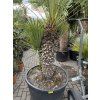 Chamaerops humilis, Žumara, 200 cm