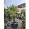 Chamaerops humilis, Žumara, 200 cm