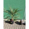 Butia capitata 100 cm