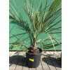 Butia capitata 100 cm